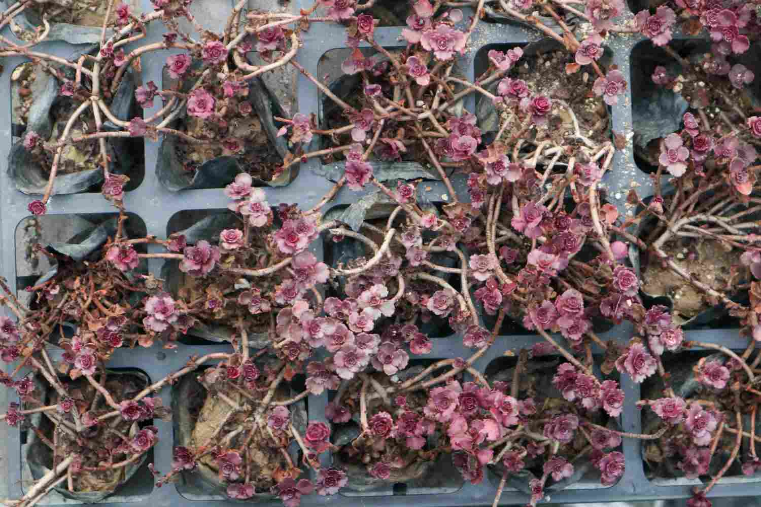 小球玫瑰美图欣赏(图2)