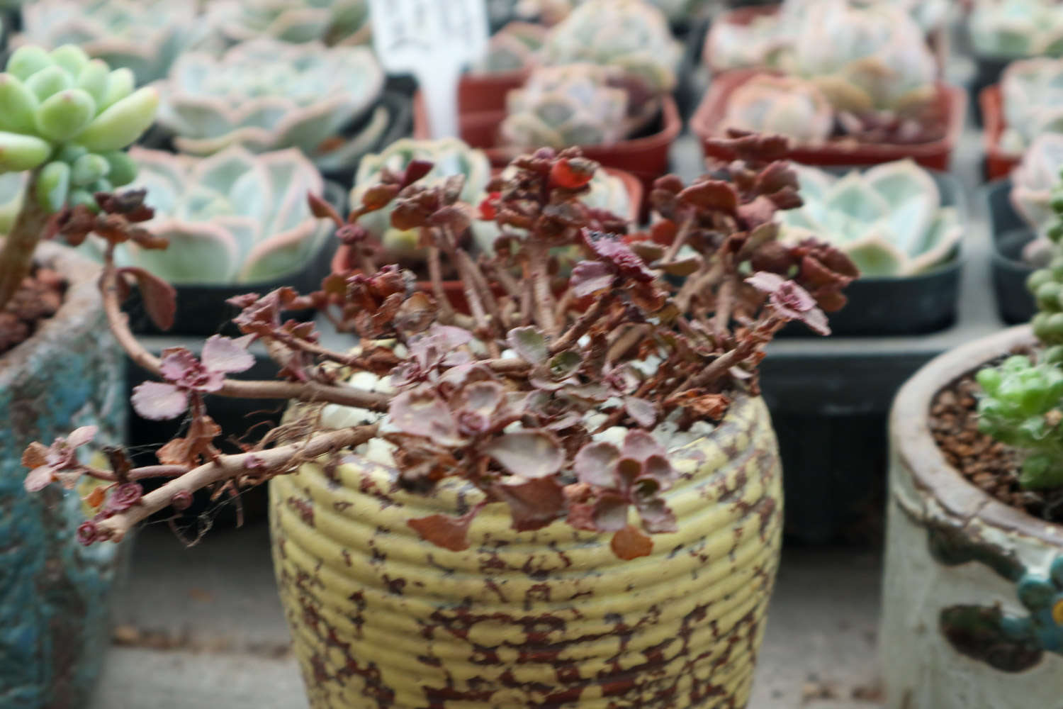 小球玫瑰美图欣赏(图3)