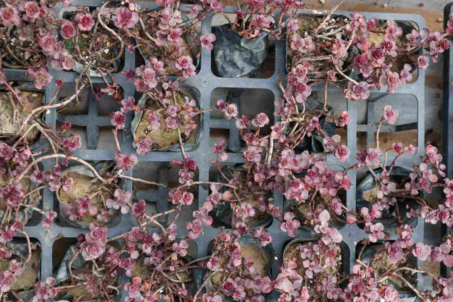 小球玫瑰美图欣赏(图5)