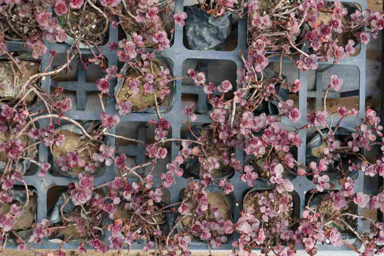 小球玫瑰美图欣赏(图6)