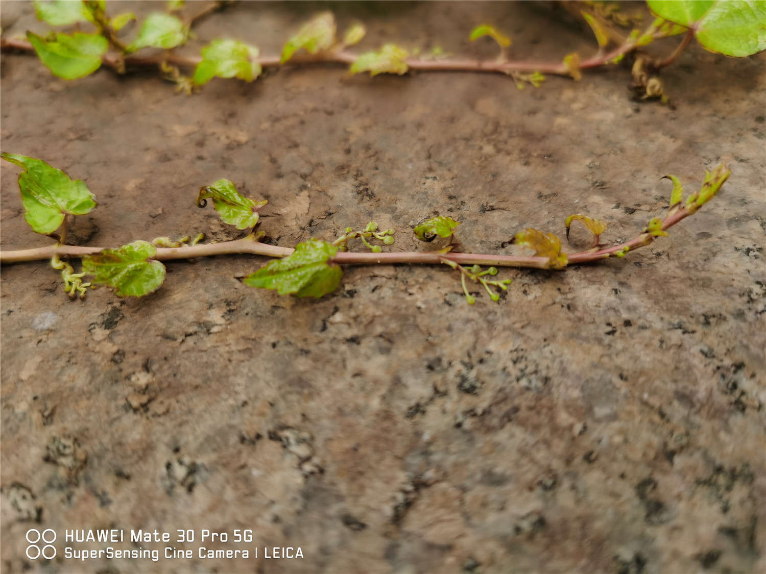 漫漫向上之路，爬山虎 - 功圣花卉