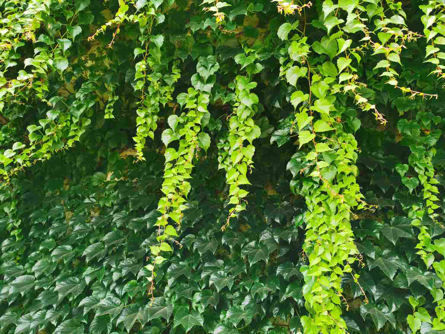 漫漫向上之路，爬山虎(图2)