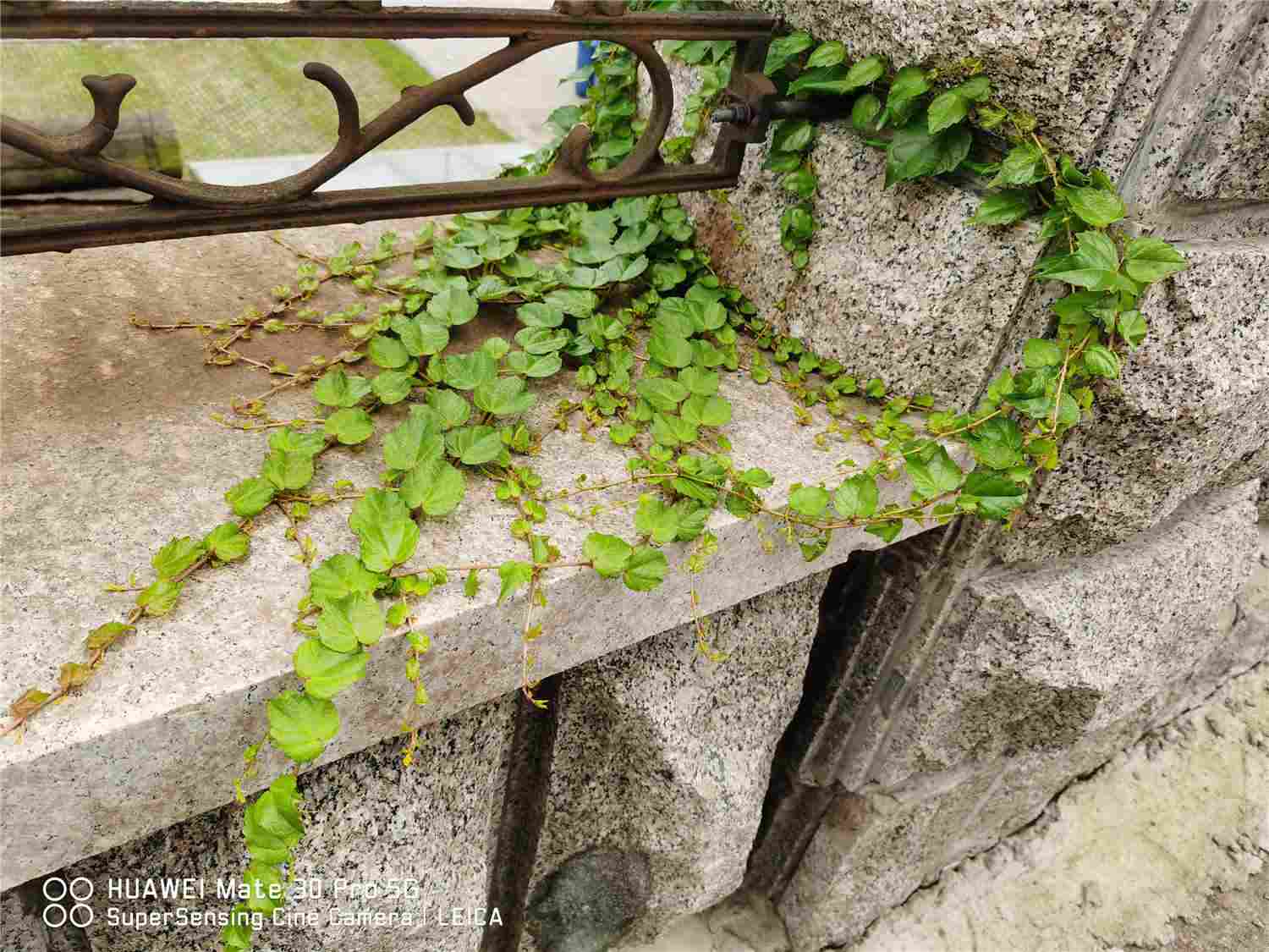 漫漫向上之路，爬山虎(图3)