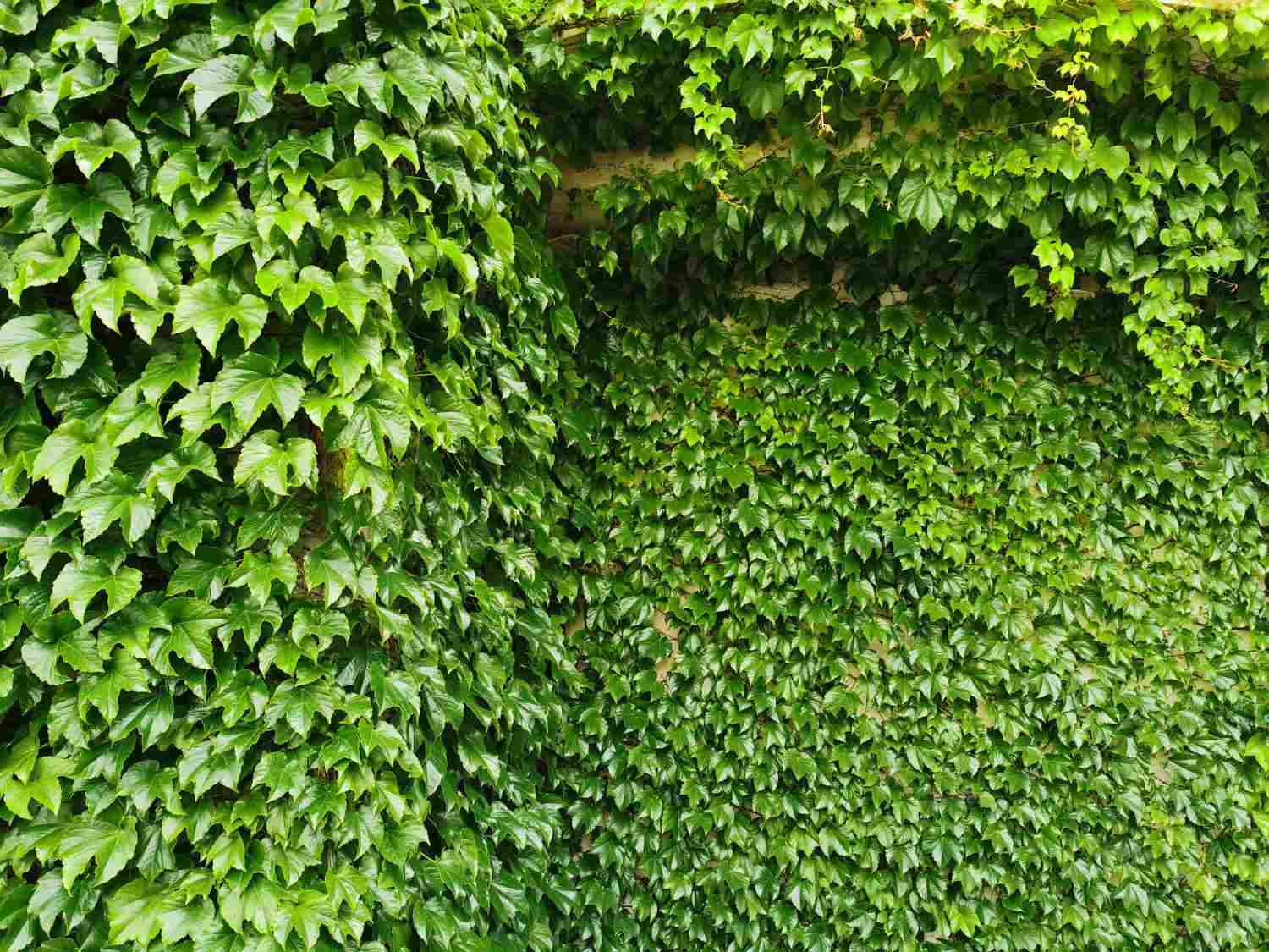 漫漫向上之路，爬山虎(图5)