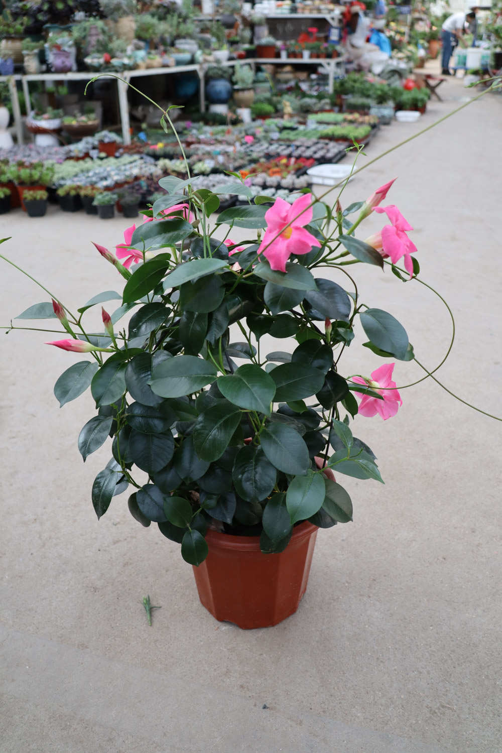 花香萦绕——飘香藤 - 功圣花卉