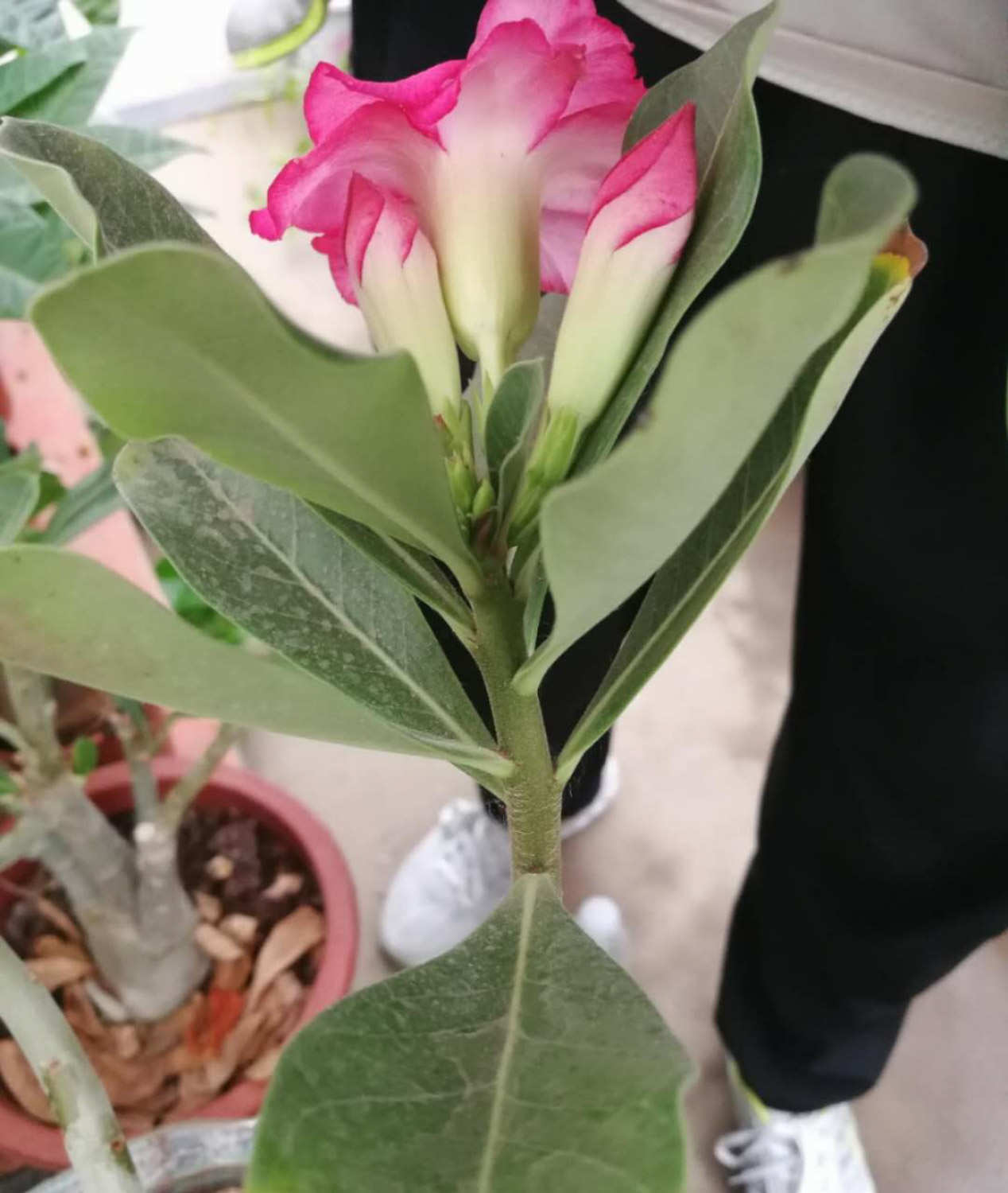 花香萦绕——飘香藤(图2)