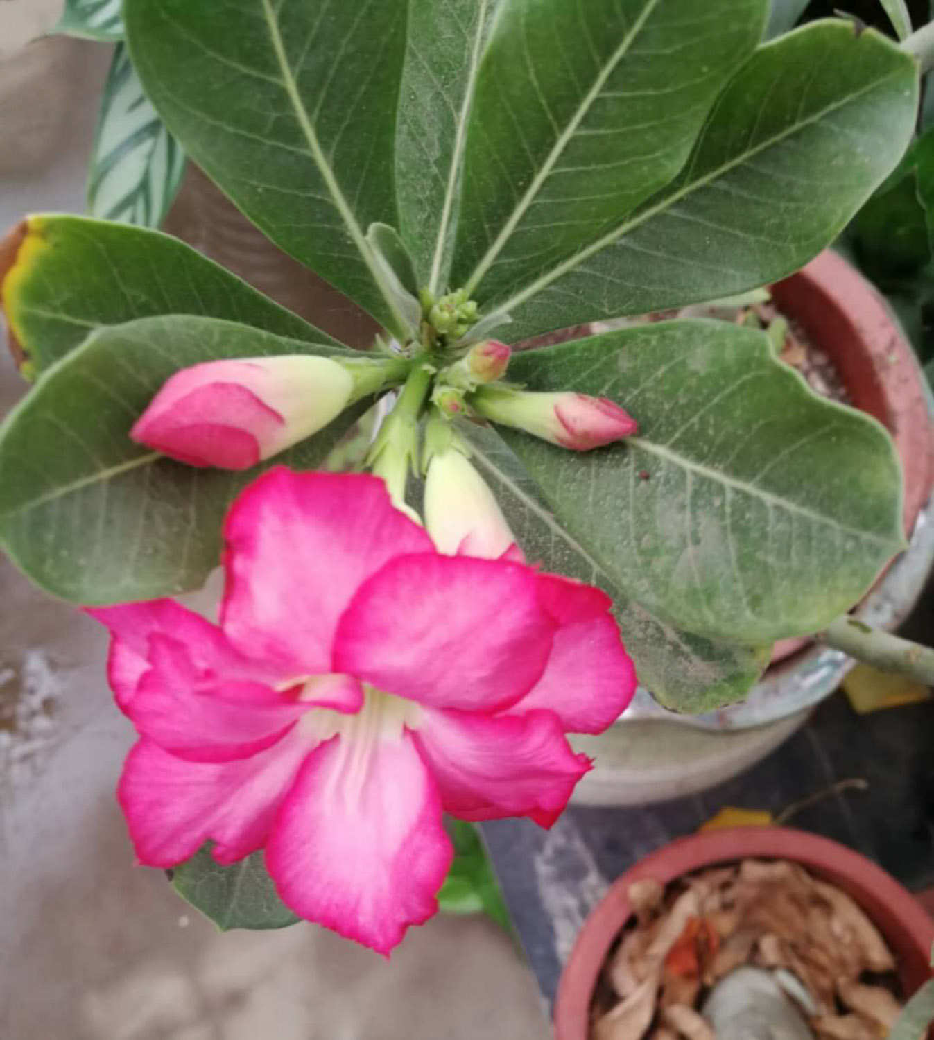 花香萦绕——飘香藤(图3)