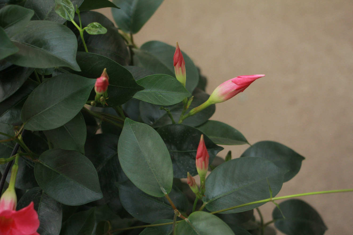 花香萦绕——飘香藤(图4)