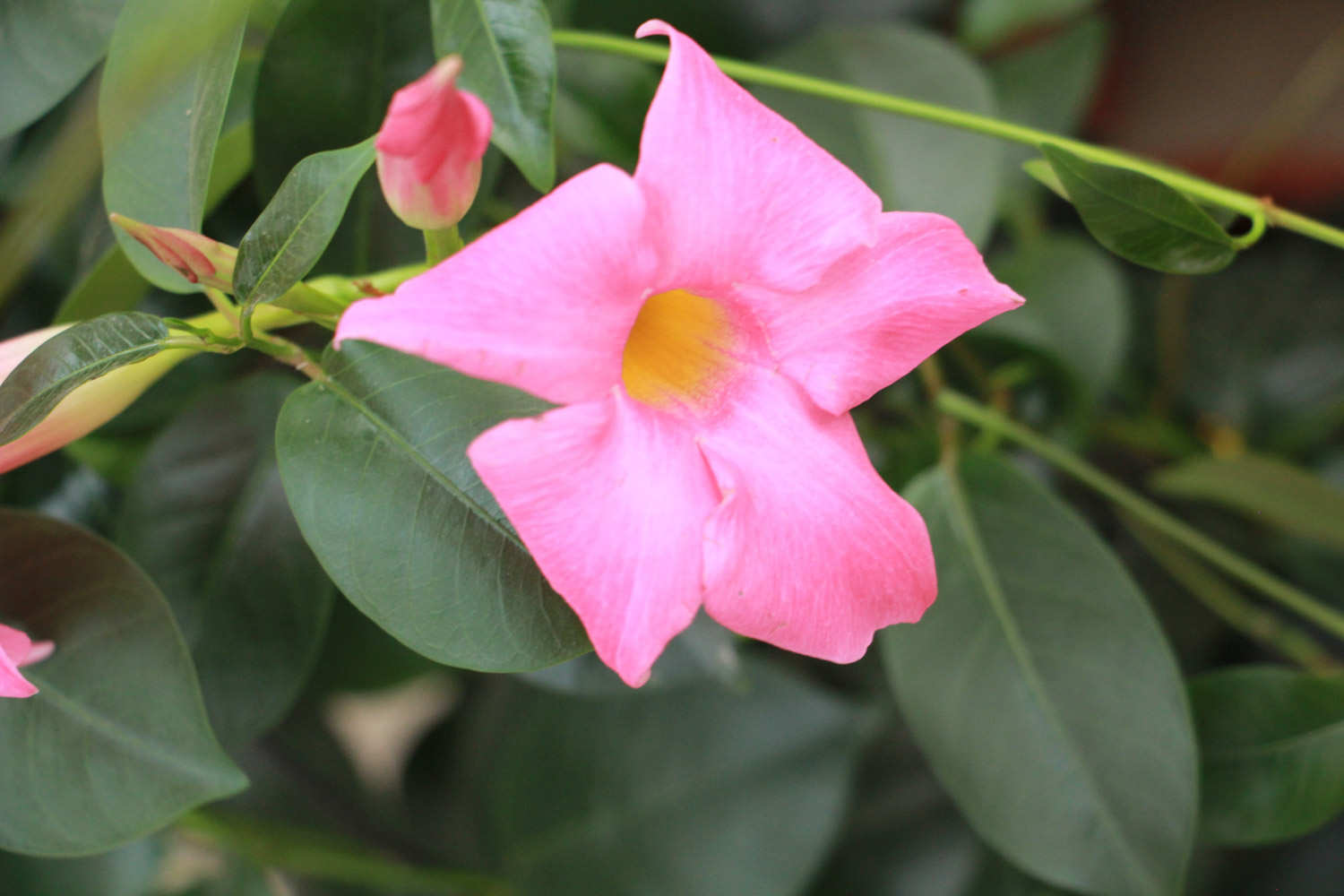 花香萦绕——飘香藤(图5)