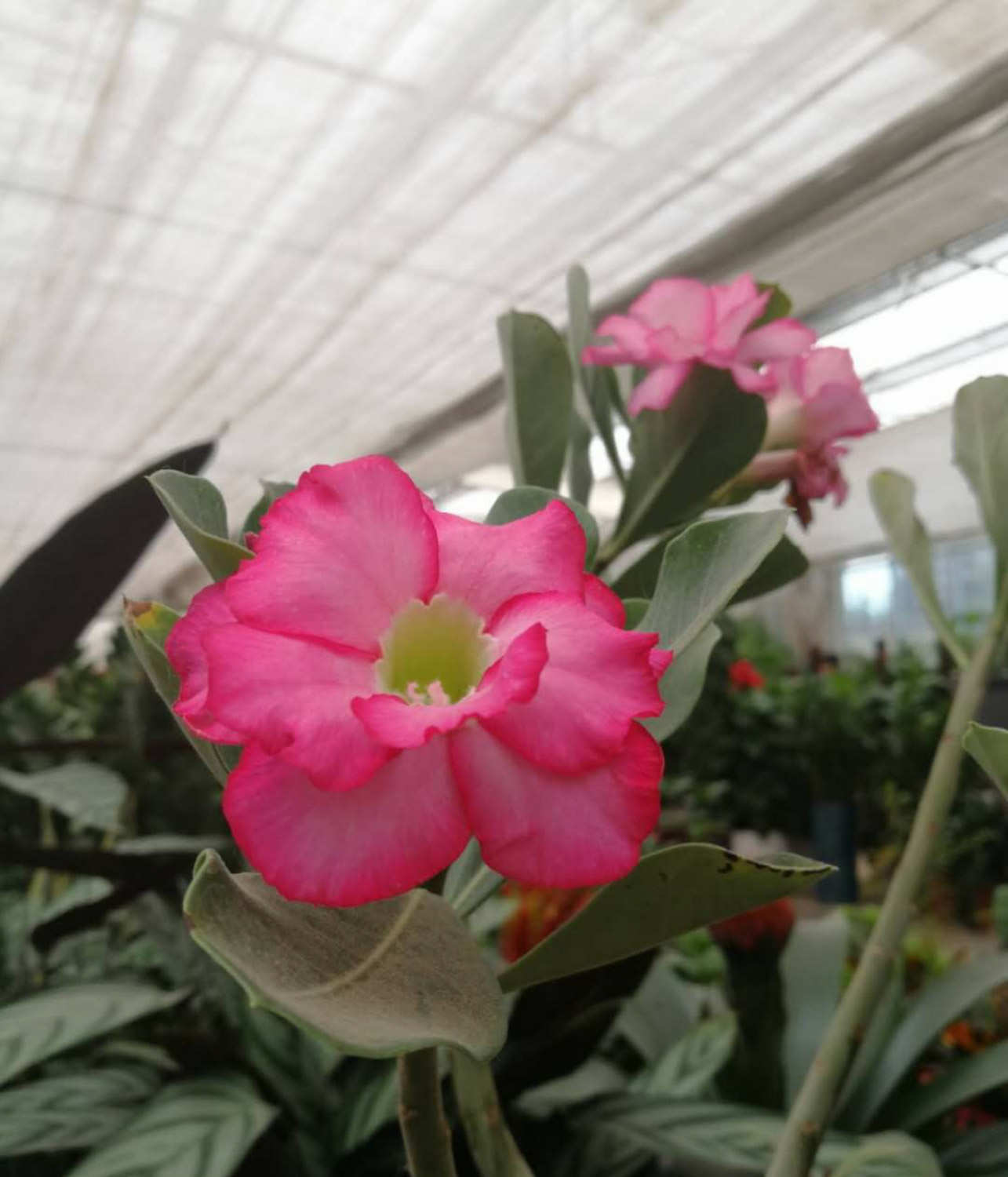 花香萦绕——飘香藤(图6)