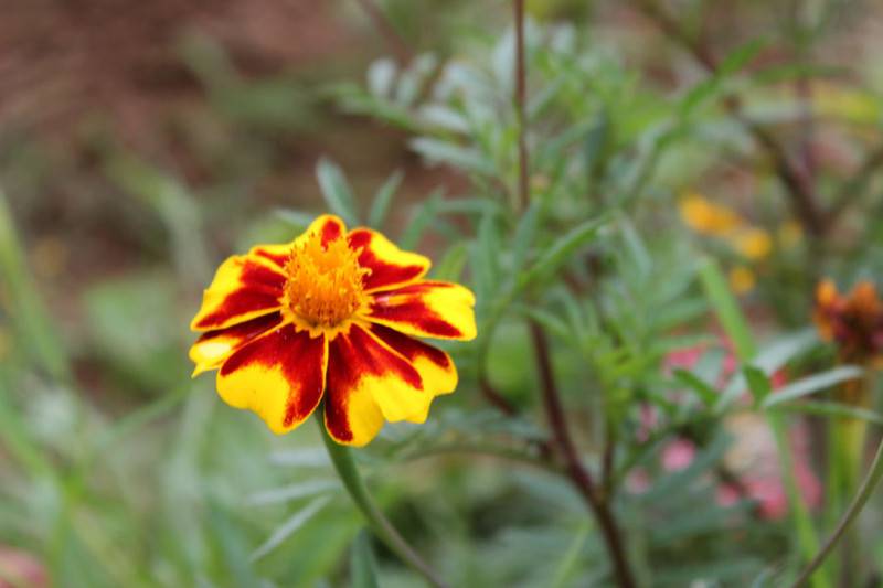 不是彩票是花朵——双色金鸡菊 - 功圣花卉