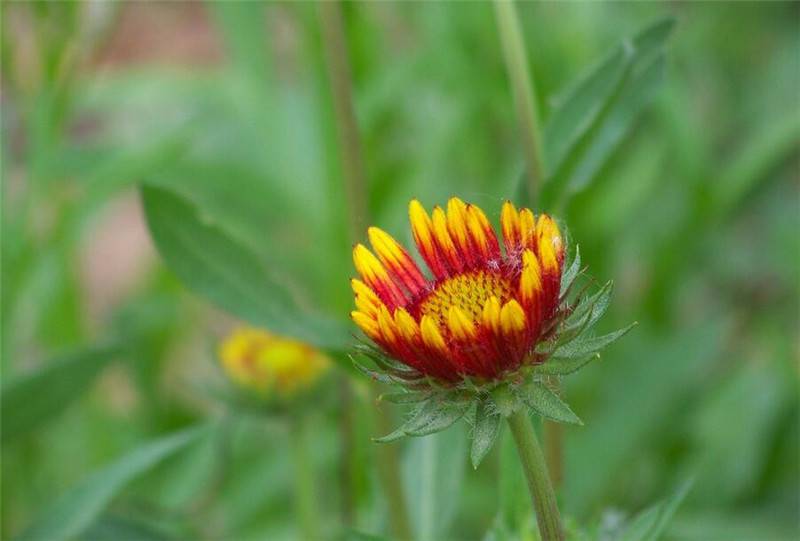 不是彩票是花朵——双色金鸡菊(图2)