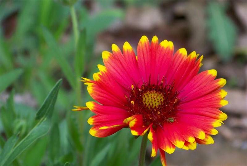 不是彩票是花朵——双色金鸡菊(图3)