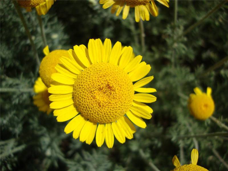 不是彩票是花朵——双色金鸡菊(图4)