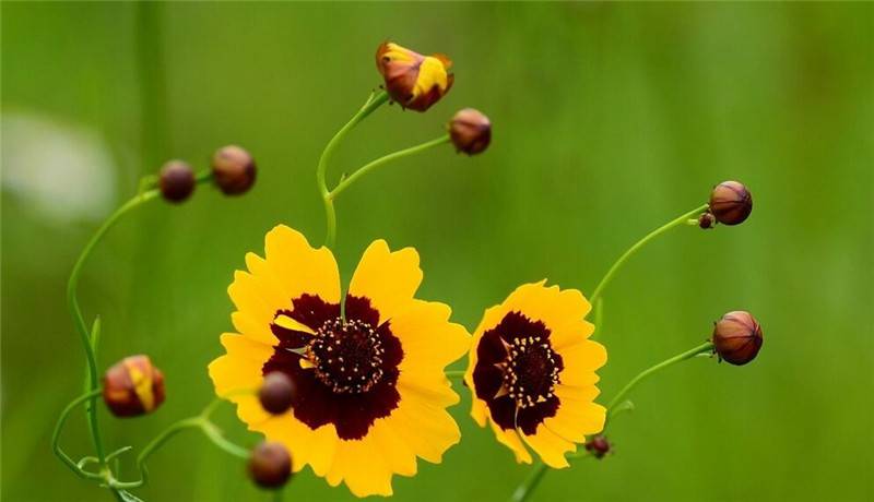 不是彩票是花朵——双色金鸡菊(图5)