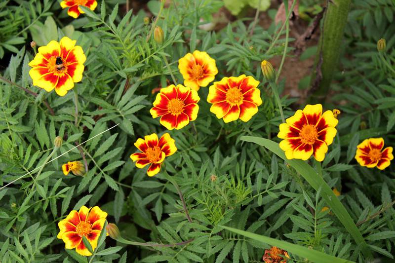 不是彩票是花朵——双色金鸡菊(图6)