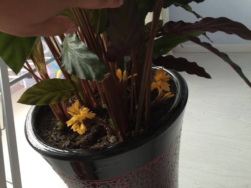 双色世界——紫背竹芋 - 功圣花卉