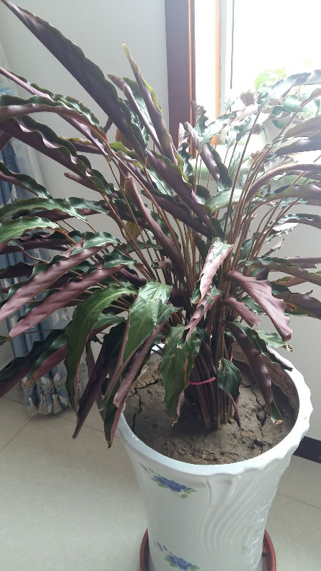 双色世界——紫背竹芋(图2)