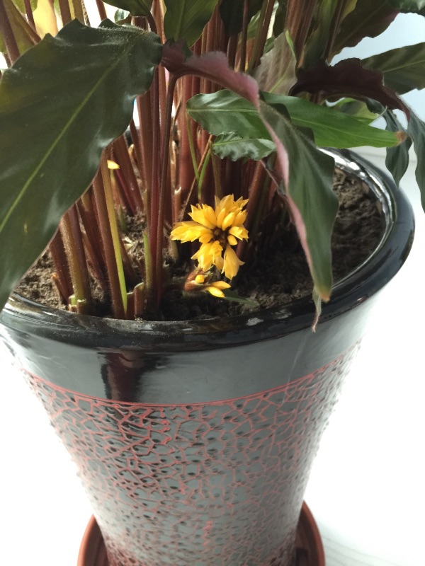 双色世界——紫背竹芋(图3)