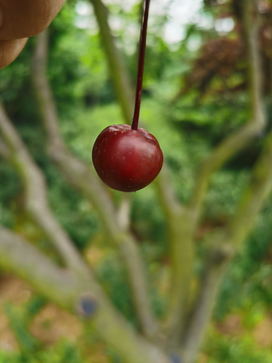 解语之花——海棠盆景(图3)