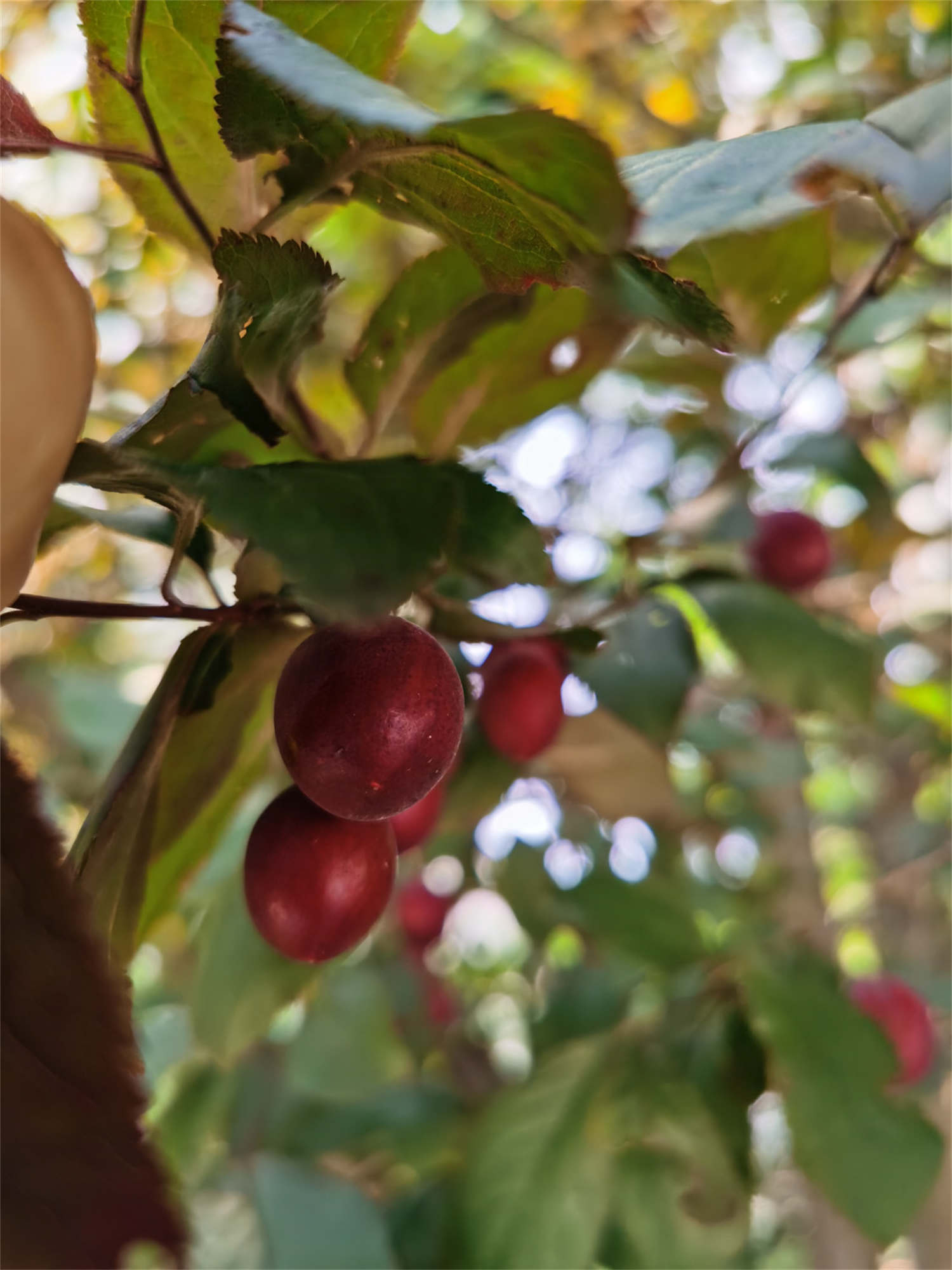 解语之花——海棠盆景(图4)