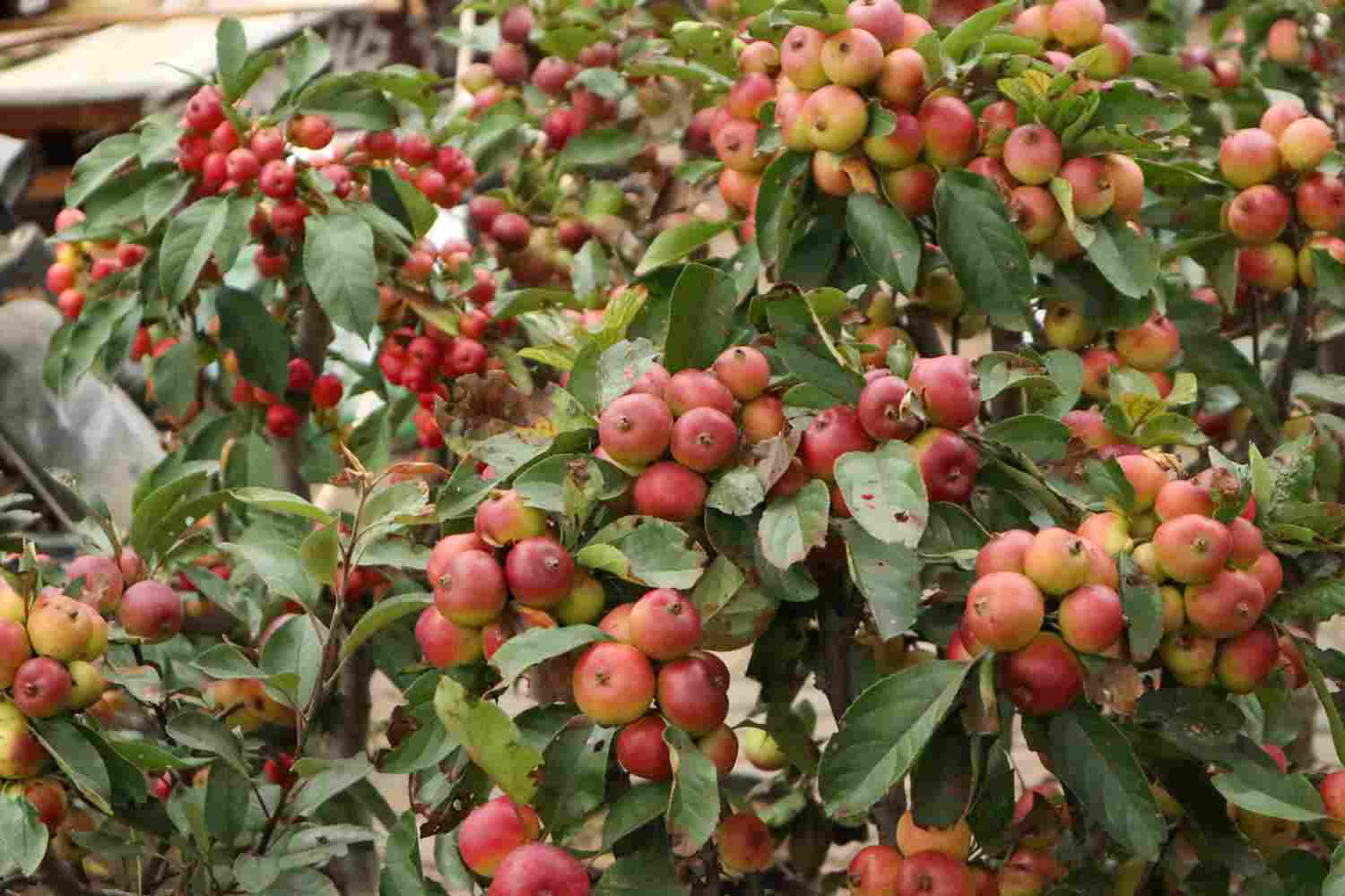 解语之花——海棠盆景(图5)