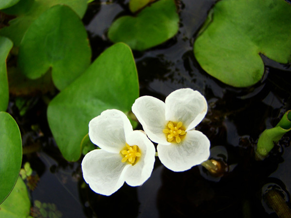 水鳖——诡异的名字 - 功圣花卉