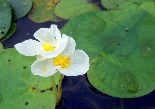 水鳖——诡异的名字(图2)