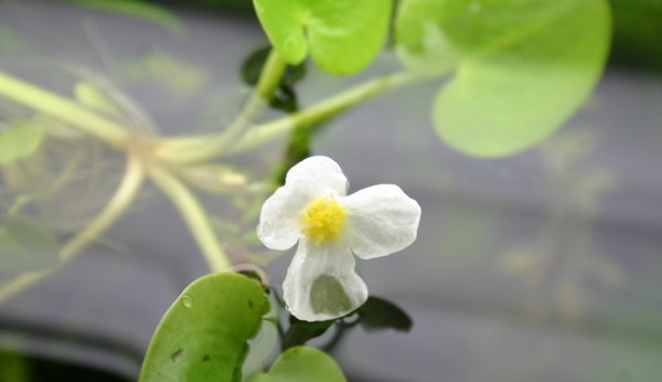 水鳖——诡异的名字(图4)