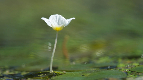 水鳖——诡异的名字(图5)