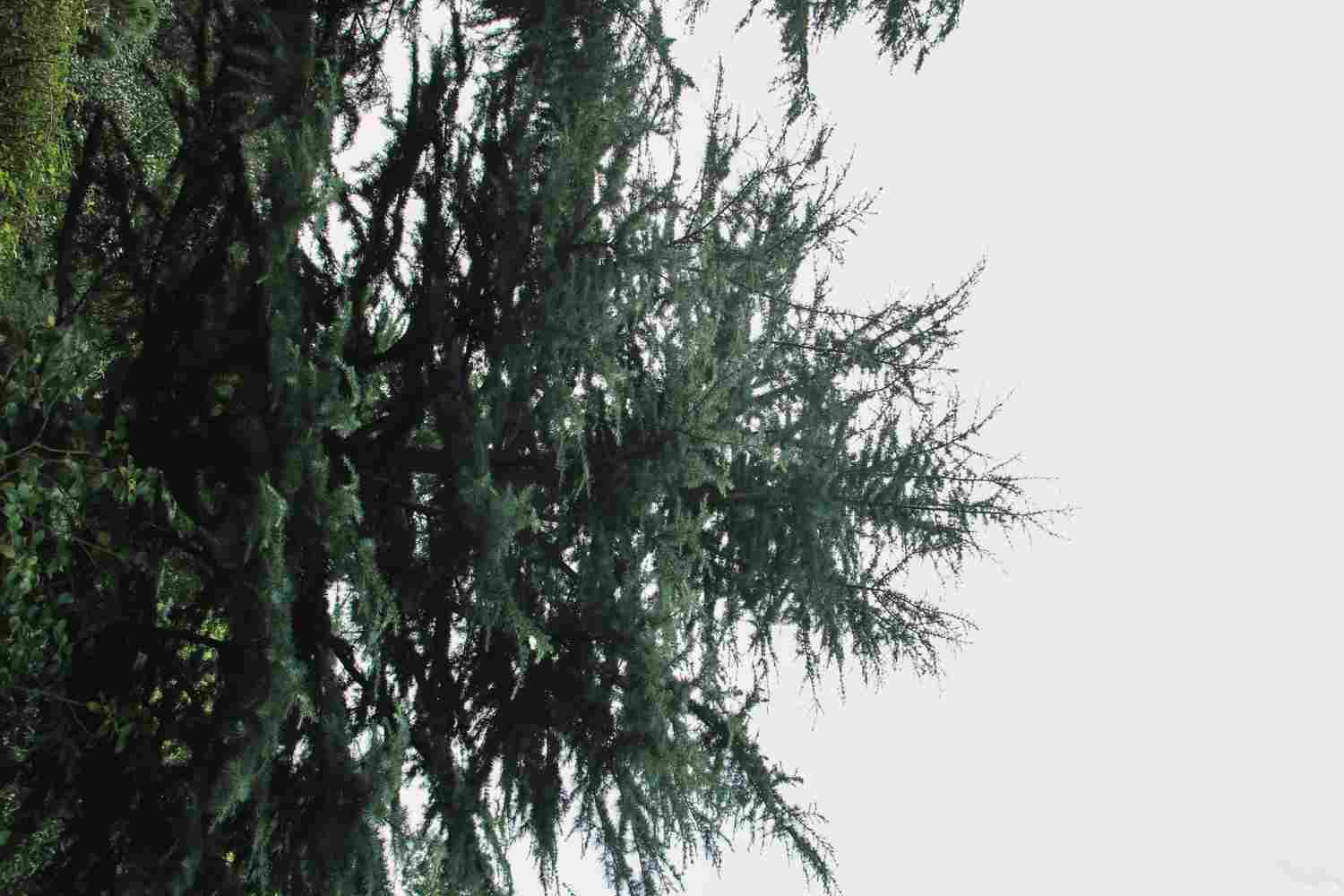 不屈不挠的雪松盆景 - 功圣花卉