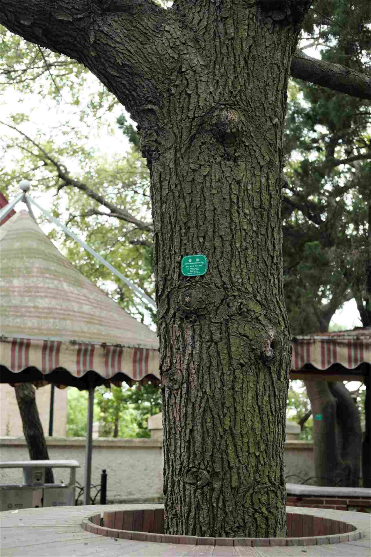 不屈不挠的雪松盆景(图2)