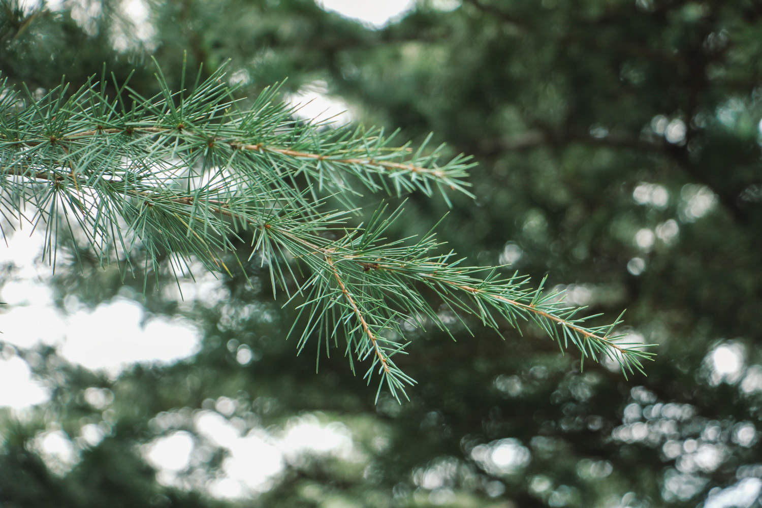 不屈不挠的雪松盆景(图5)