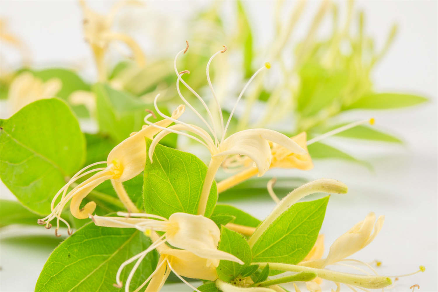 金银两宝结鸳鸯——金银花盆景(图2)