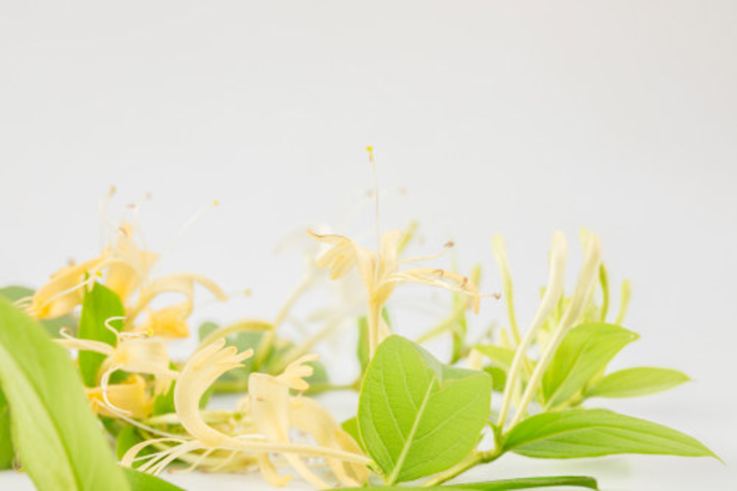 金银两宝结鸳鸯——金银花盆景(图5)