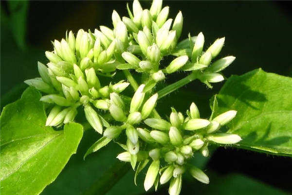 冰雪薇甜薇甘菊 - 功圣花卉