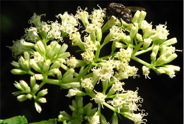 冰雪薇甜薇甘菊(图2)