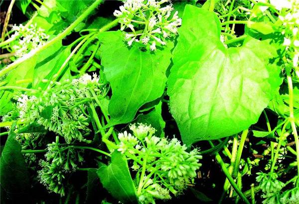 冰雪薇甜薇甘菊(图3)