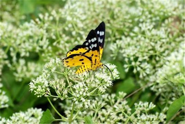 冰雪薇甜薇甘菊(图4)