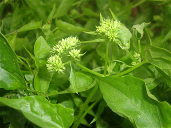 冰雪薇甜薇甘菊(图5)