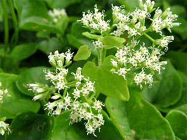 冰雪薇甜薇甘菊(图6)