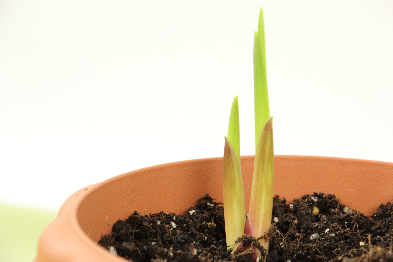 绽放着的甘德唐菖蒲 - 功圣花卉