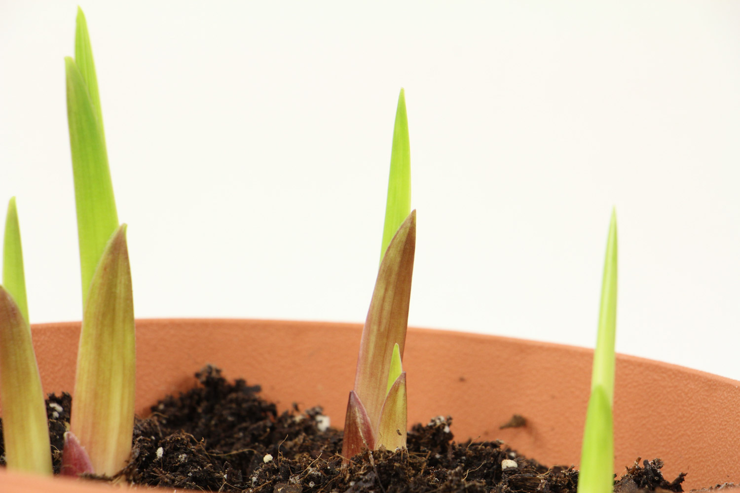 绽放着的甘德唐菖蒲(图3)