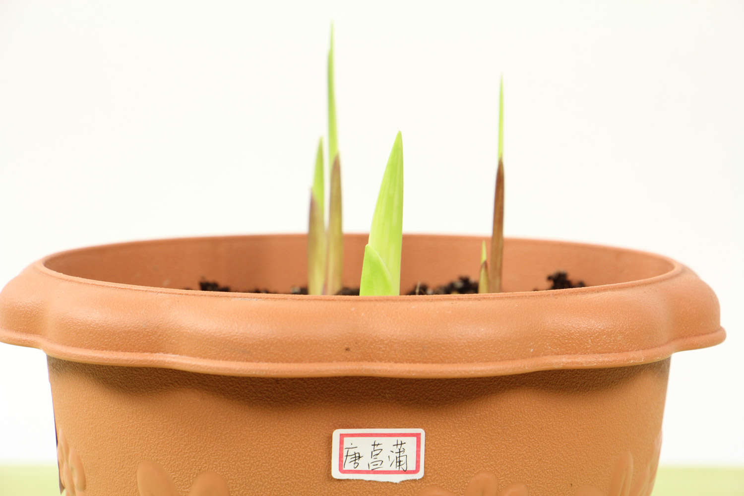 绽放着的甘德唐菖蒲(图4)