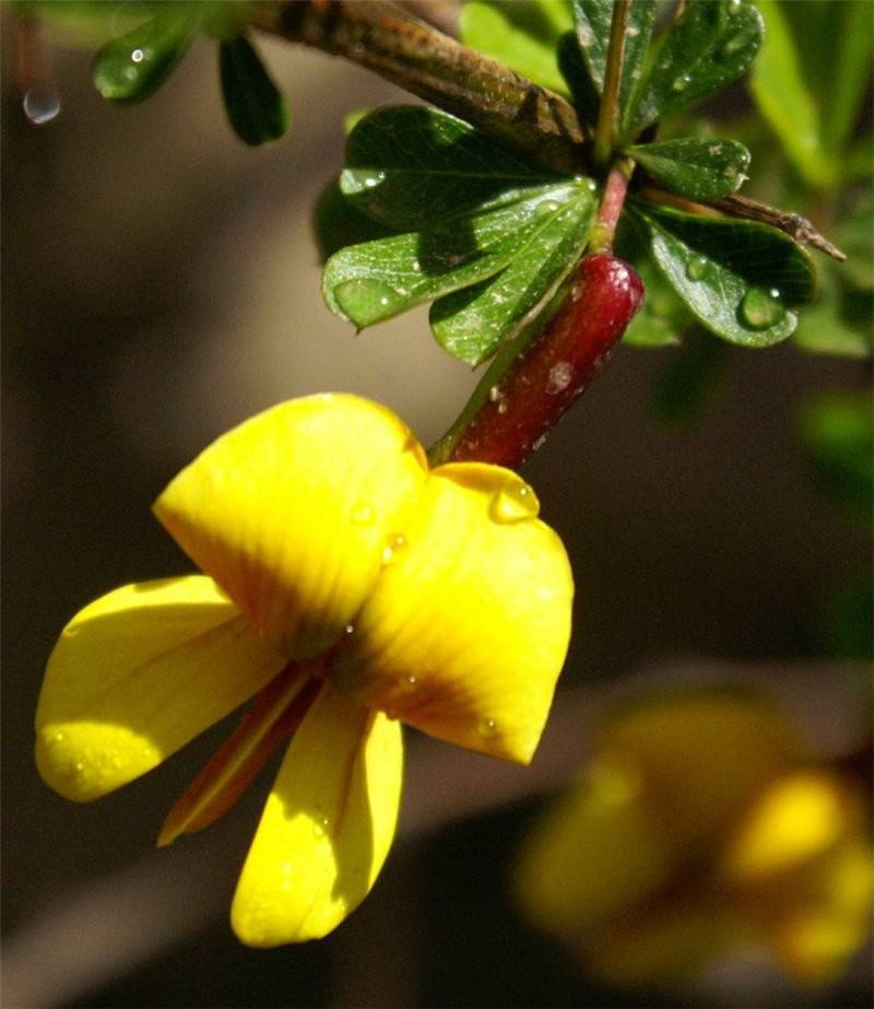 锦光十色——锦鸡儿 - 功圣花卉