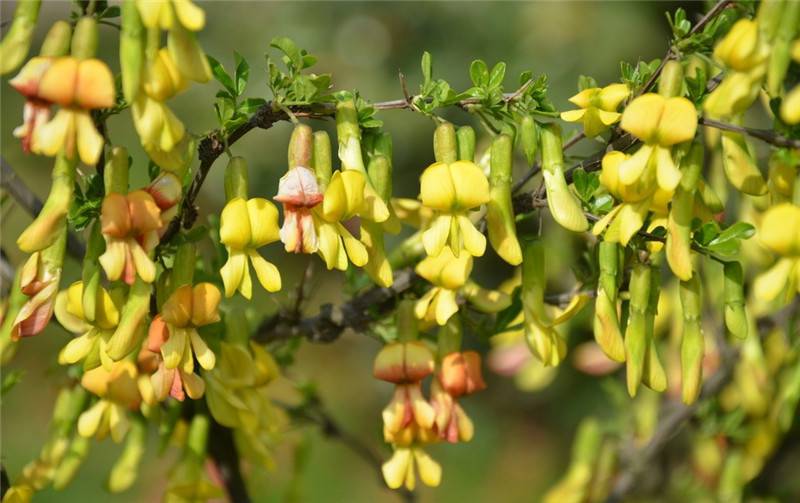 锦光十色——锦鸡儿(图2)