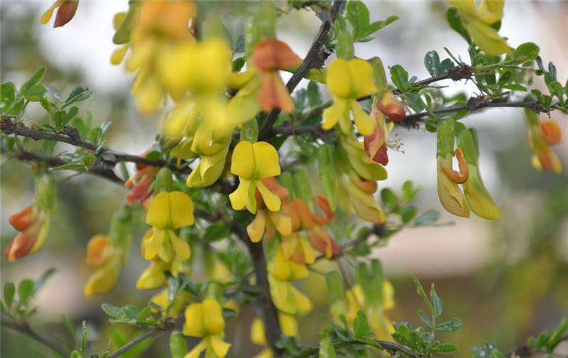 锦光十色——锦鸡儿(图4)