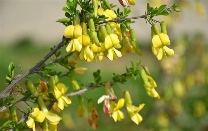 锦光十色——锦鸡儿(图5)