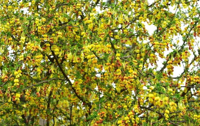 锦光十色——锦鸡儿(图6)