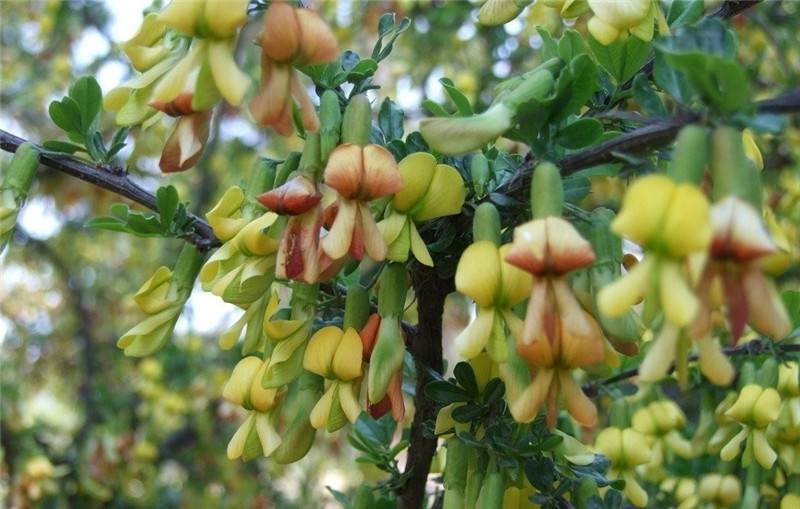 锦光十色——锦鸡儿(图7)